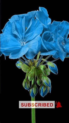 Blue Pelargonium Blooming Timelapse | Mesmerizing Garden Transformation