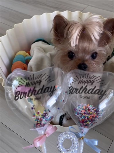 Birthday week 🎈9️⃣💓 #happybirthday #抹茶ヨーキー #可愛いくて #癒されてます #癒し犬 #抹茶 #adorable #matcha #2026 #yorkshireterrier #ヨークシャーテリア #ヨーキーのいる生活 #極小ヨーキー #可愛いヨーキー #loveヨーキー #ヨーキー甘えん坊 #陽気なヨーキー #ヨーキー抹茶 #yorkiematcha