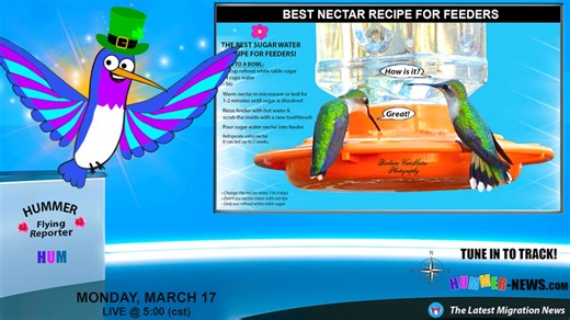 🌺⚡️ BREAKING NEWS! MARCH 17⚡️ 🌺 HUMMINGBIRD SIGHTINGS INCREASING IN FLORIDA & GEORGIA! Also, along the Gulf Coast States. More Hummers coming soon! 🌺 VIEW NEW SIGHTINGS & TRACK HUMMERS HERE: https://www.google.com/maps/d/u/0/edit?mid=1QYbjWjiJ8vvhDn0d983QBs9XfcSHxoY&ll=35.389030063020016,-92.9971301875&z=5 | Hummingbird-News
