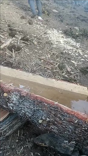 Cutting Down a Large Tree: Observing Nature's Process