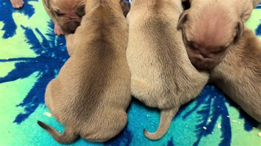 ReadyRedKennels (@readyredkennels)’s videos with original sound - ReadyRedKennels