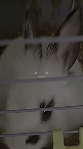 "....."