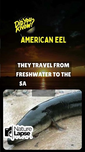 The Incredible Journey of the American Eel!