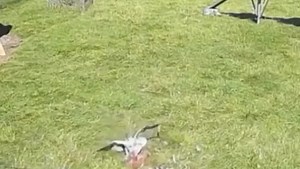 11K views · 283 reactions | Hawk attacks chicken in Netherlands farm, rooster and goat come to the rescue https://bit.ly/2Z7NhDT | Gulf Today | Facebook