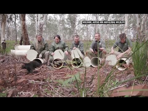 Tasmanian devils reintroduced to mainland Aus