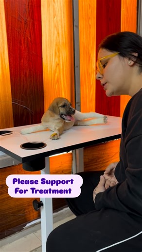 Bezubaanjaan1517 on Instagram: "Support at 8826257357 ramneek1517@dbs 💔 This little puppy was hit by a car and left behind in pain no one should ever feel. Both back legs are injured and dislocated, his back is badly hurt, and even his front leg is injured. He couldn’t run or stand — he could only lie there, hurting. He was found lying beside his mother and siblings, all of them helpless, watching in silence — fear and despair in their eyes. 💉 Immediate medical care has started — pain manageme