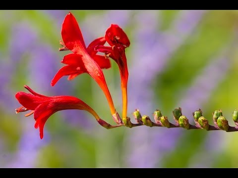 Canon Close-up Lens 500D: You Keep Shooting with Bryan Peterson: AdoramaTV
