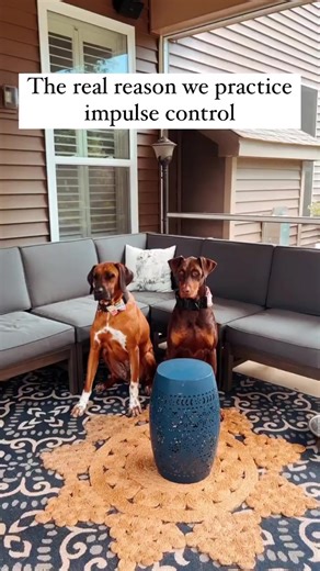 What is impulse control for dogs?I like to describe it as the ability for your dog to follow through with a known task under many circumstances. Instead of listening to their instincts, they are listening to you instead. So for example, in this reel my dogs are holding specific positions because I asked them to and not because I am standing there feeding them treats (although they were rewarded at the end of the each task). But I kid, this is not the real reason we teach it-although my dogs are 