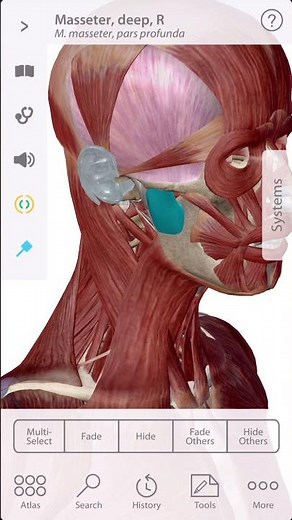 「解剖学」咬筋(深層)の起始と停止 Starting and stopping the masseter muscle #Short