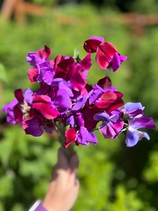 North Shore Sweet Pea Seeds - Etsy Canada