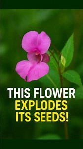 This flower explodes its seeds at 70 km/h!🌺💥 #impatiens #facts #naturefacts