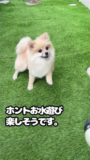 いつもの水遊びぽんよ〜 #shorts