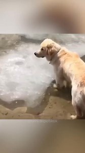 15K views · 490 reactions | funny dogs Comp  episode 27 #funny #funnyvideos #dog #funnydog #pet #animals #fyp #foryourpage #藍藍藍 #funnyanimals #funnypets | Funny Dogs | Facebook