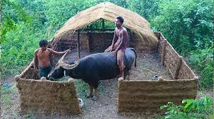 Building a Wild Buffalo Shelter in the Forest – Full Video
