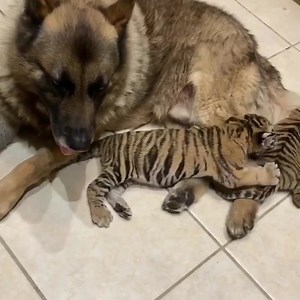 883K views · 10K reactions | Anubis the German Shepard doing his job as cub nanny and protecter. 懶 | Kody Antle | Facebook