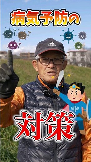 家庭菜園や農園のタマネギ栽培やニンニク栽培の病気予防！さび病を防ぐ石灰の使い方とタマネギの育て方！【農家直伝】#shorts