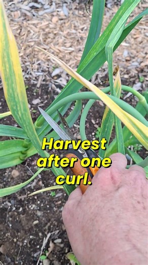 Garlic Scape Harvest Time!
