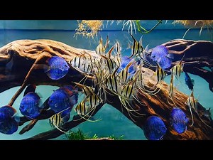 Beautiful Angelfish in Planted Discus Tank with Driftwood | Best Aquarium Setup