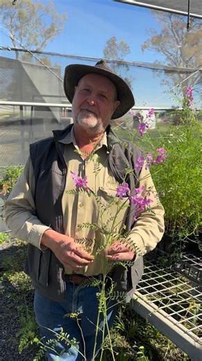 Swainsona galegifolia, commonly known as the Smooth Darling Pea, is a charming native perennial that brings a splash of colour to the landscape with its clusters of bright pink to purple pea-shaped flowers. This hardy plant thrives in poor soils and open woodlands, making it ideal for native revegetation and biodiversity projects. Flowering from spring through summer, it attracts a variety of native pollinators and adds beauty and resilience to any garden or habitat restoration site. | Tamworth 