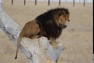 The Wild Animal Sanctuary on Reels