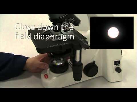 Setting up a compound microscope for Kohler illumination