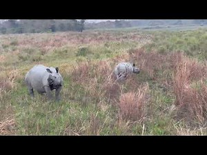 Elephant Safari in Kaziranga 🐘 | Rhino Spotting & Rare Mating Sighting