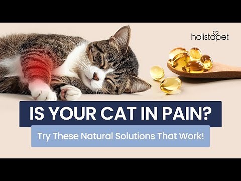DIY Natural Pain Relief for Cats - Gentle Remedies That Work!