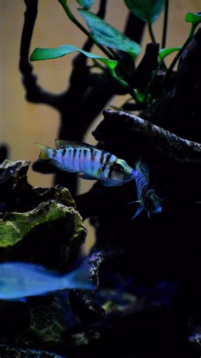African Cichlid Haven on Instagram: "Got attitude? 🌊 Altolamprologus compressiceps ‘Kagunga Red Fin’ telling another to back off 🦖 : : : : : : : : : : #tanganyikancichlids #tanganyikatank #cichlids #aquariumfish #cichlidfish"
