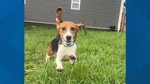 Young-Williams to take in nearly 30 more beagles rescued from Virginia breeding and research facility