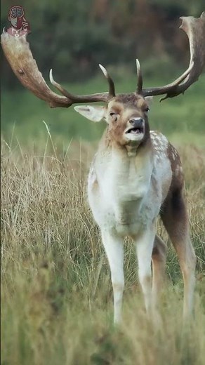A Deer That Barks?! (European Fallow Deer)