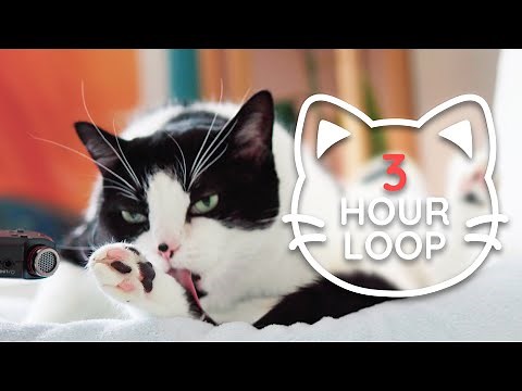 🎧 ASMR Cat Grooming 👅 #73 (3 HOUR LOOP)