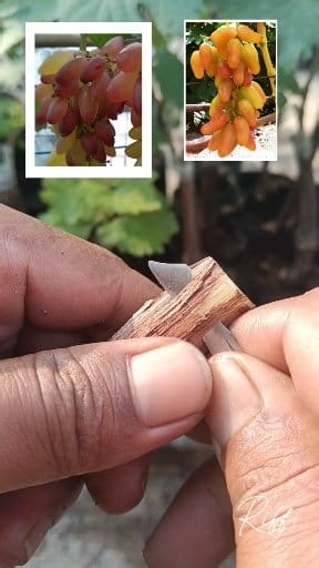 341K views · 2.7K reactions | Membuat bibit anggur #farming #fyp #sorotan | Riff | Facebook