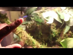 Long Tail Grass Lizard Setup