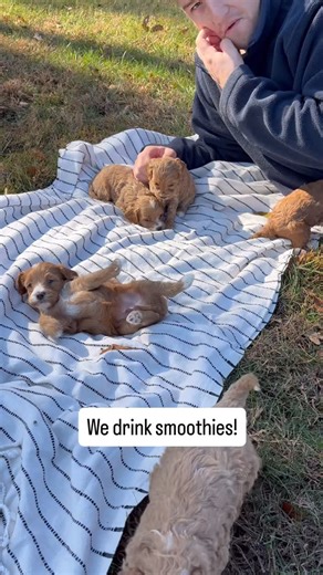 Pleasant Home Puppies • Julia Wagenbach on Instagram: "4 week update for Sophie's Cavapoochon's! These pups are walking and talking now! Lots of cute yips and barks happening! They are still drinking lots of moms milk but just started on "smoothies" which is kibble blended with warm water. They are loving it! 💕"