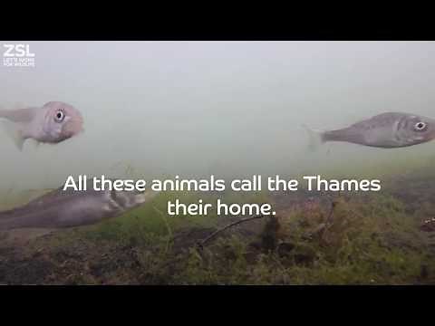 Wildlife in the Thames