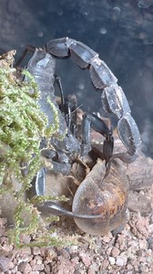 Ebony Fat Tail Scorpion (A. gonneti) #Scorpions #arachnids #scorpion | Shawn’s Exotics