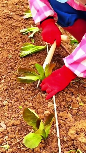 Techniques for planting tree seedlings using simple tools to make it easier