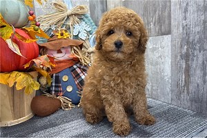 Grayson - Miniature Poodle Puppy 8EDBF3