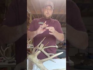 DIY Antler repair "super simple whitetail antler repair"