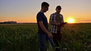 KWS: Sustainable Seed Production with SAP Intelligent Agriculture