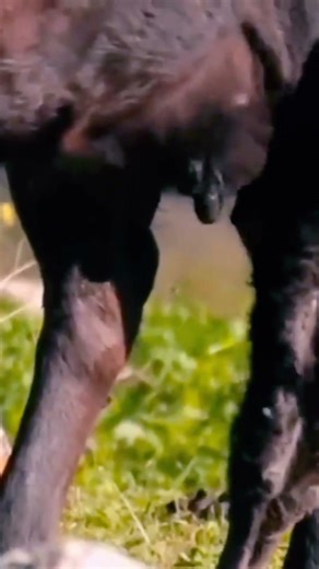 Unnatural Blood Bull (nueva canción) #musica #music #españa