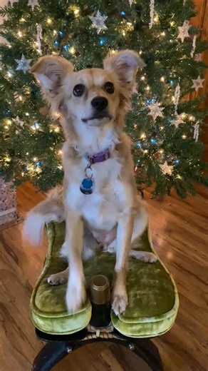 We sure love updates. Daisy was such a scared little one when found staying at the cemetery in Stanfield back in July and now she is living her best life. Her family loves and spoils her. She is a very smart girl who loves to learn tricks and cuddle in her moms lap. So happy to see her having such a wonderful life. The scared ones need love and they have so much to give. Please consider them when adopting.