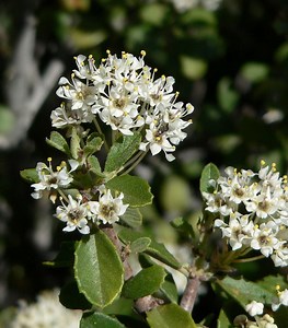 Ceanothus greggii - Alchetron, The Free Social Encyclopedia