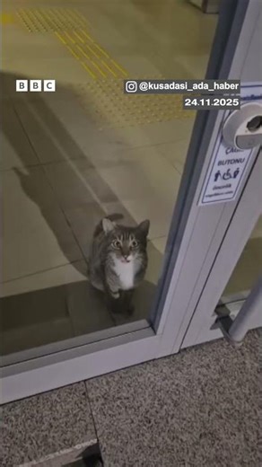 మోగిన అలారం.. వెళ్లి చూస్తే అది పిల్లి