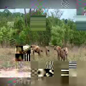 728K views · 1.4K reactions | A pack of wild dogs came to attack the lion | Wild life Animals | Facebook