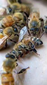 494K views · 8.6K reactions | Bees working to death.. literally ...