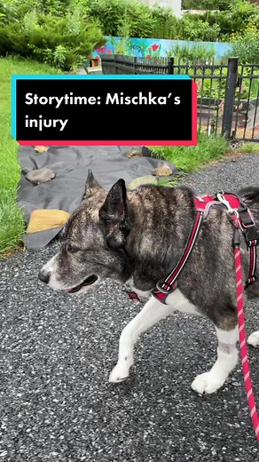 #discospondylitis #neurology #veterinary #dog #spine #injury #infection #update #husky #fyp #dogsofttiktok #dogs #dogtok #seniordog #adopt #rescue