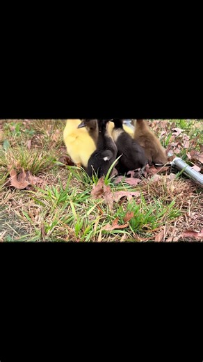 First time outside ❤️