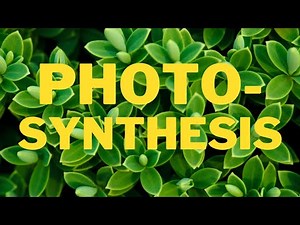 The Amazing Process of Photosynthesis