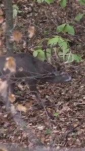 6K views · 262 reactions | One of ours too!! One of my favorite hunts!!歷  @krystenmcdaniel #slicktrickbroadheads #archery #bowhunting | SLICK TRICK Broadheads | Facebook